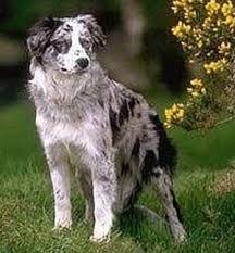 Border Collie P.BorderCollie