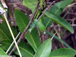 green caterpillar pictures