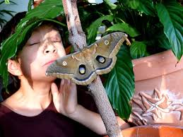 polyphemus moth