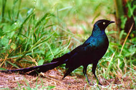 african birds