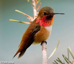 colorful hummingbirds