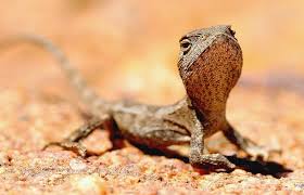 bearded dragon reptile