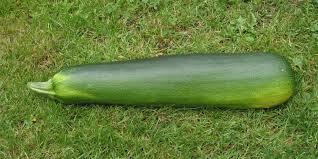 courgette) Cucurbita pepo;