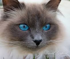 blue eyes