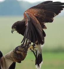 large birds of prey