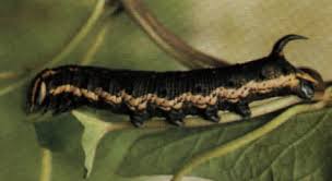 british caterpillars pictures