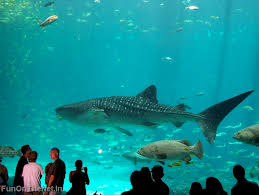 whale shark pictures