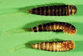 beetle larvae pictures