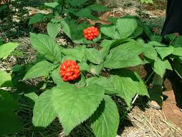What is ginseng