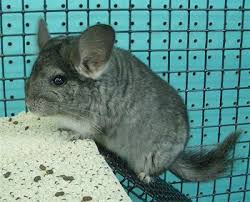 Standard Grey Chinchilla.