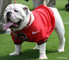 Uga VII, the beloved bulldog