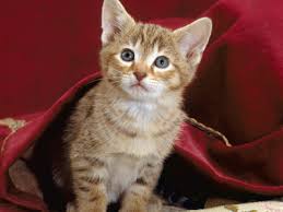 spotted tabby cat