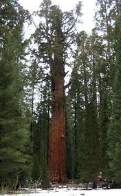 general sherman