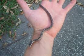 baby black snake pictures
