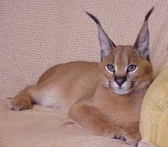 caracal cat animal rare pets