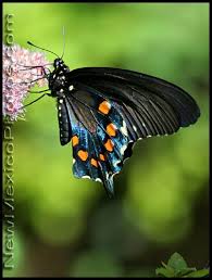 swallowtail butterflies