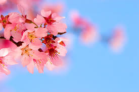 cherry blossom