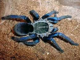 cobalt blue tarantula