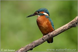 kingfisher