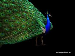 peacock backgrounds