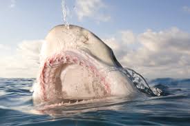 lemon shark