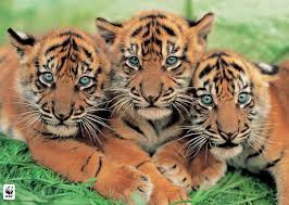 external image sumatran%2520tiger%2520cubs.jpg
