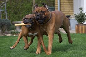 bull mastiff boxer