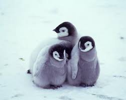 baby penguins