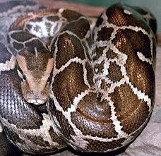 indian python snake