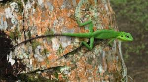 green lizard pictures