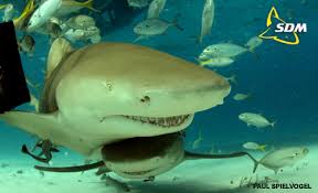 lemon shark