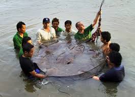 largest freshwater fish