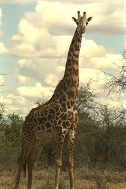 giraffe