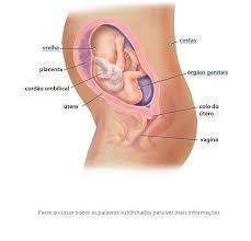 Ver imagem em tamanho real