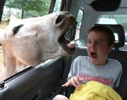 funny horses