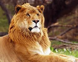 liger videos