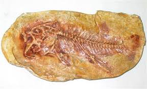 صور الحفريات 1183545196_Fossil%2520Fish,%2520Egypt,%2520Eocene