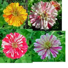 zinnia photos