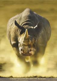 rhino picture