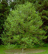 Pawpaw Tree