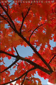 fall leaves