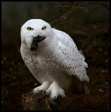 snowy white owl