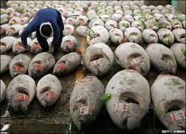 biggest tuna fish