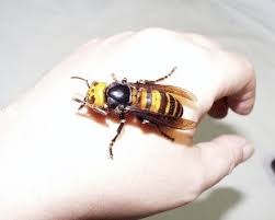 Giant hornet thing in scotland