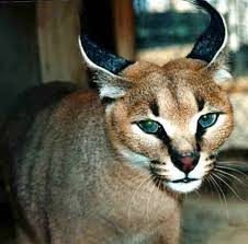 Caracal (Caracal caracal)