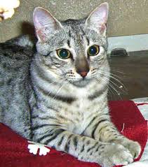 egyptian mau