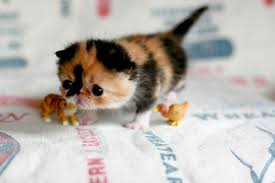 japanese kitten