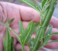 monarch butterfly egg