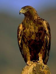 golden eagles bird