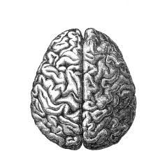 human brain